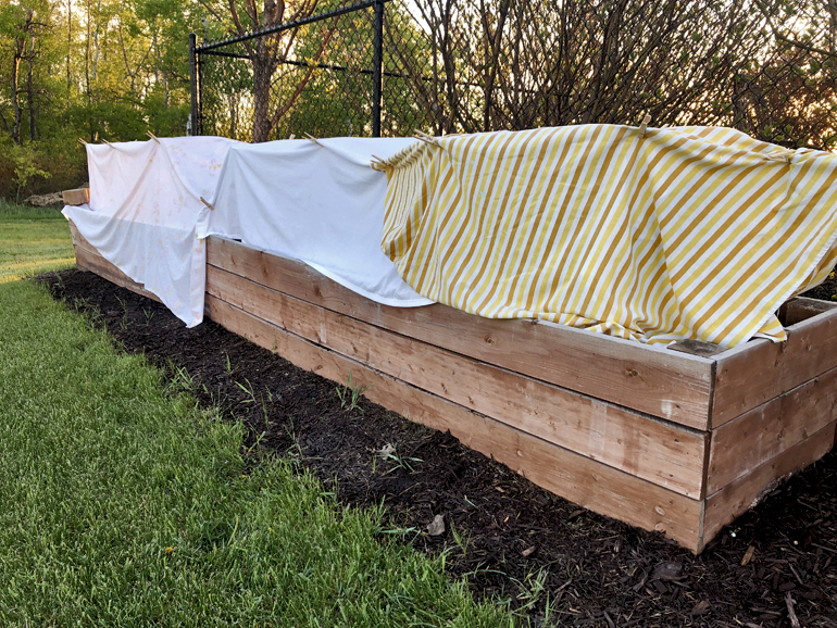 Threat of frost, may need to cover plants tonight CHVNRadio Southern